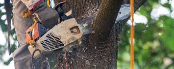 How Our Tree Care Process Works  in  Avila Beach, CA